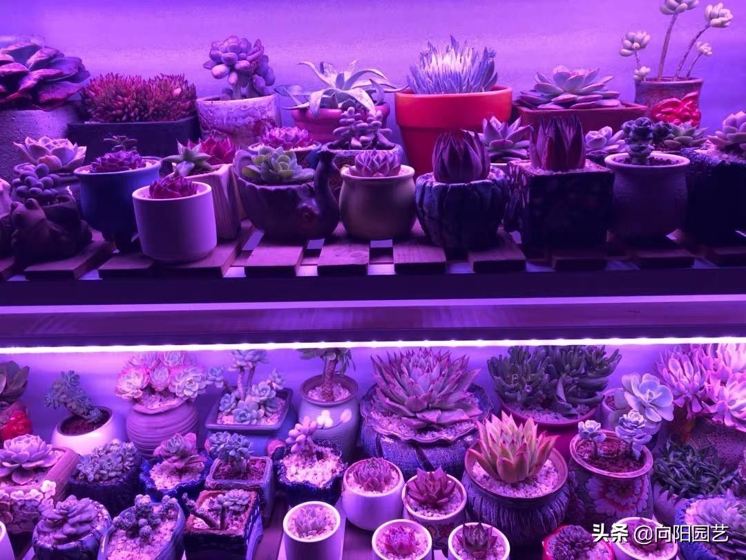 灯没白买，电费没白花，养多肉不惜花费重金，1个月电费200块