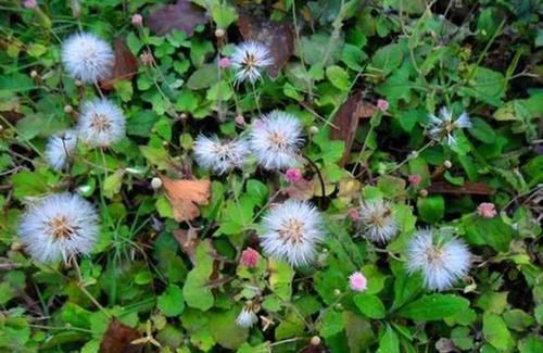 皮肤瘙痒|农村的一种野草,对皮肤瘙痒有帮助,平时看见了不要忘了采摘