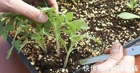 营养物质|养花就要懂得自制肥，教你2种方法，好用不烧根，一点就够了！