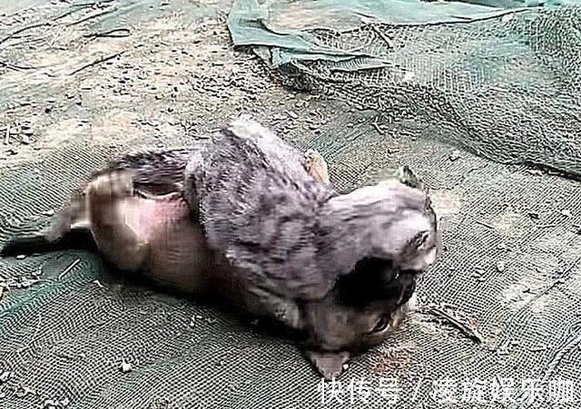 奶狗|小狗在院子里不停吠叫,以为是被邻居揍了,查看后:这都干不过?
