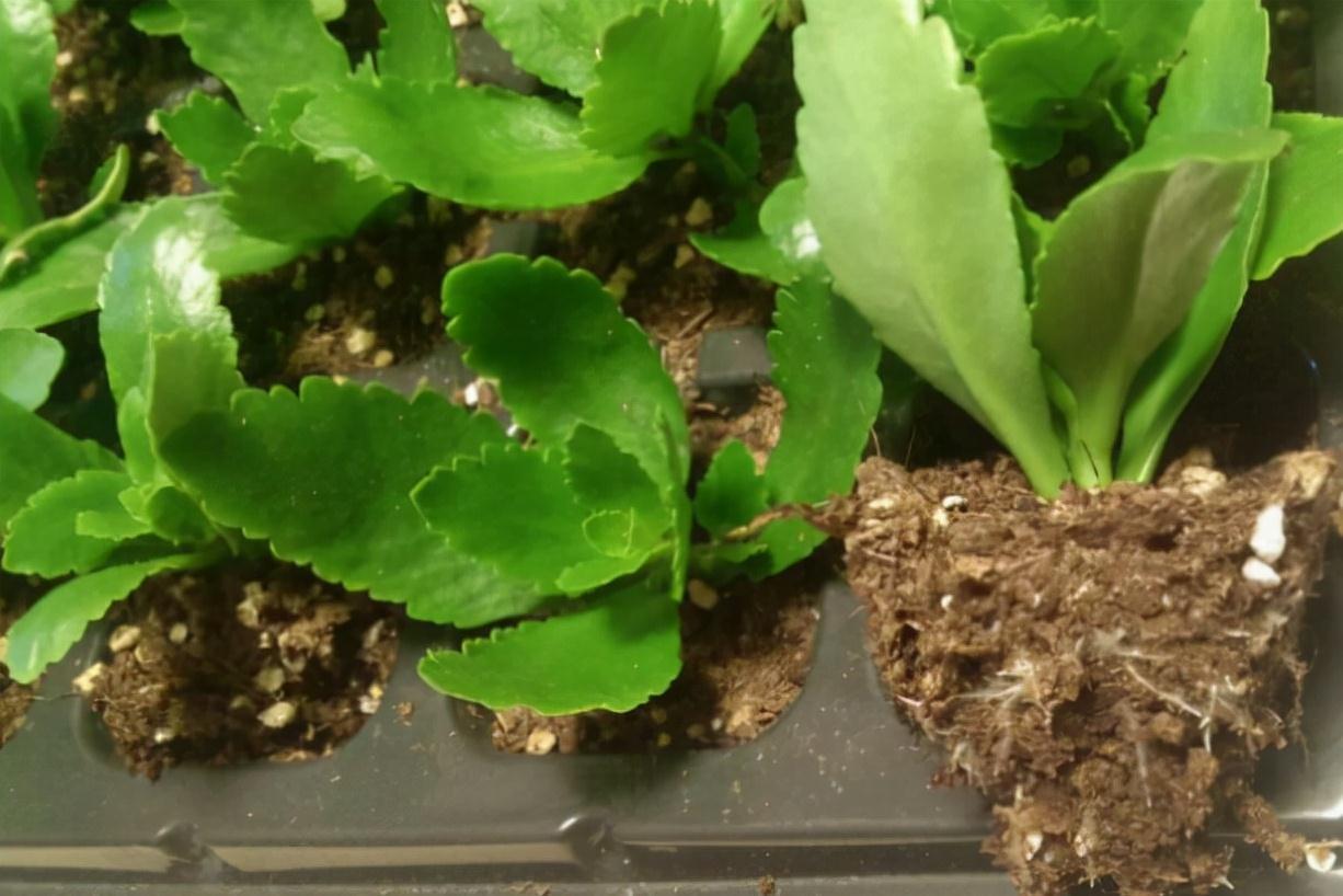 长寿花这样养，一盆变多盆，放在阳台挤爆盆