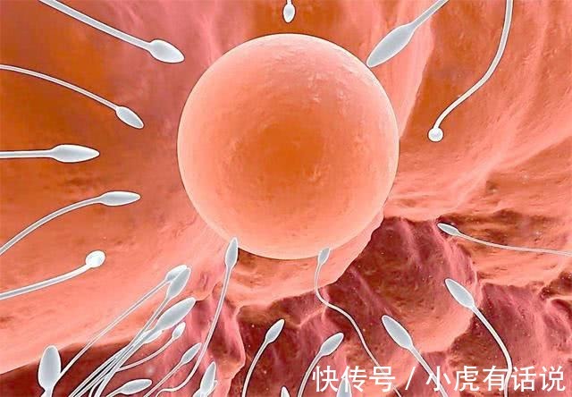 女性|生男生女，其实取决于女性！女人的卵子对男人的精子有选择权！