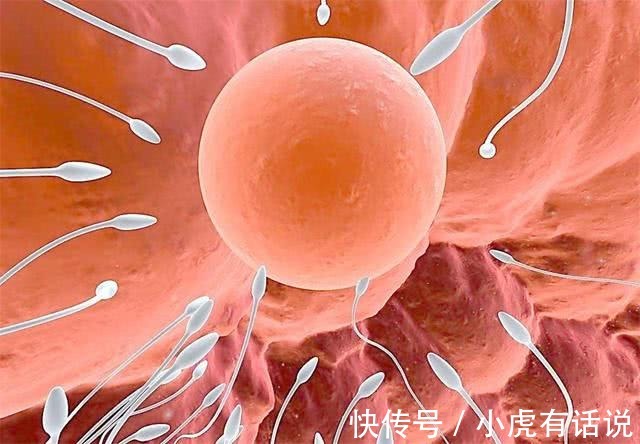女性|生男生女,其实取决于女性!女人的卵子对男人的精子有选择权!