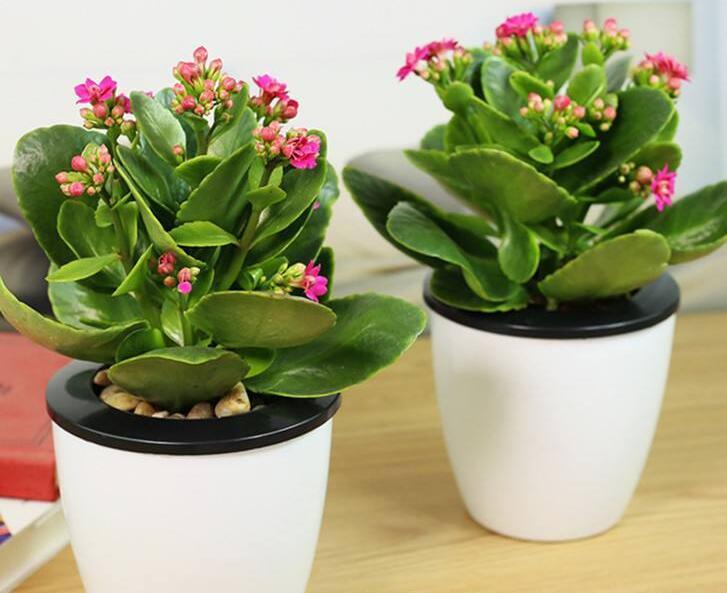 长寿花的“3个”养护窍门,叶子肥又大,开花爆盆