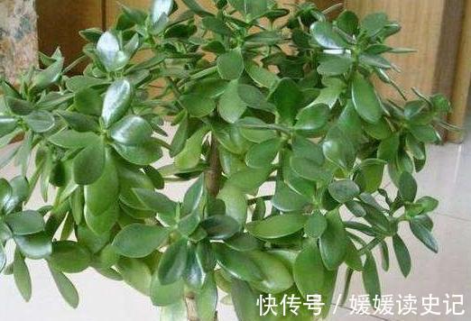 养玉树,学2招1盆变10盆,3点养护非常关键,快瞧瞧吧