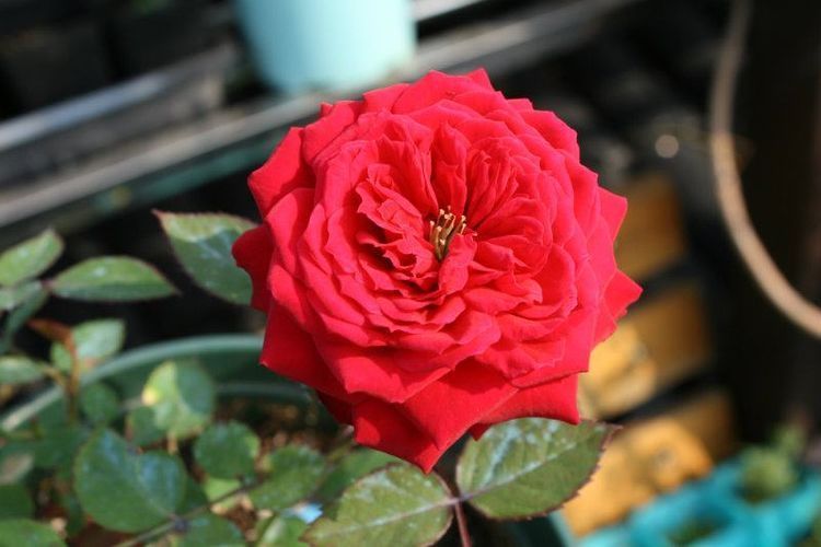 最容易开花爆盆的植物，比绿萝还好养，花期超半年，年年有花开