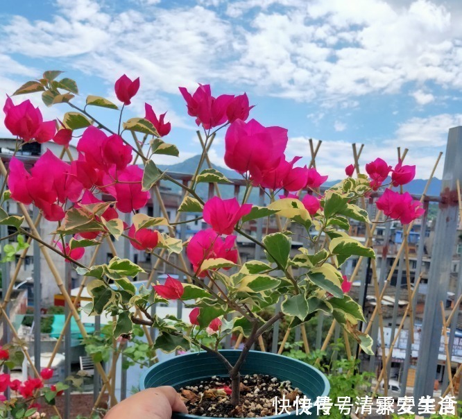 根系|三角梅只长叶子不开花，赶紧剪一刀、虐一虐，花呼呼全开！