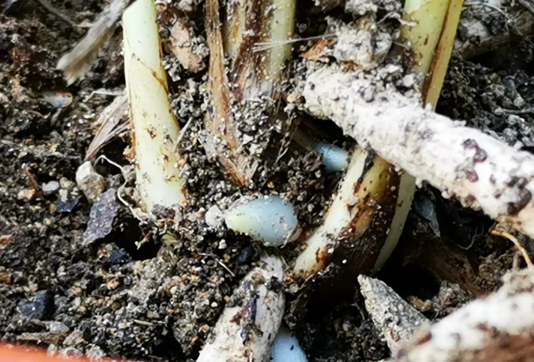 高温|夏天高温，兰花烂根怎么办？这样处理效果好，20天就会长新根芽