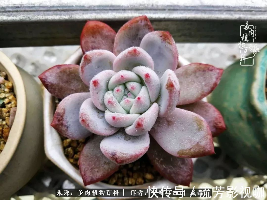 多肉|人生有时候就像多肉,不是不出彩,只是经历的时光还不够!