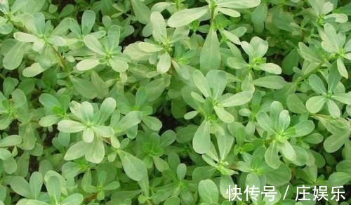 三伏天|农村到处都是宝，3种野菜，田边疯长，养肝护肝，预防妇科病