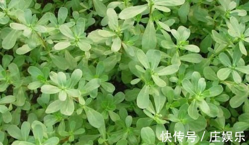 三伏天|农村到处都是宝,3种野菜,田边疯长,养肝护肝,预防妇科病