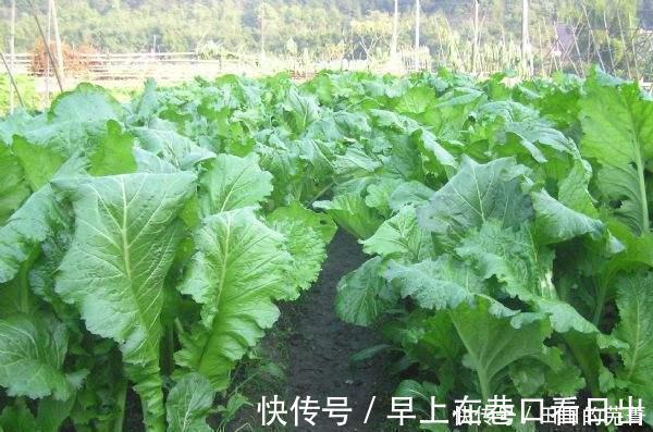 有一种菜，霜打过后才好吃，农村特别多，但菜市场却很少，了解下