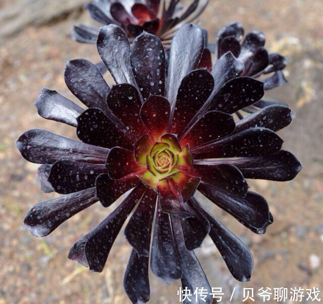 3种“颜值高”的多肉,却“让人欢喜让人优”,别把它们当宝