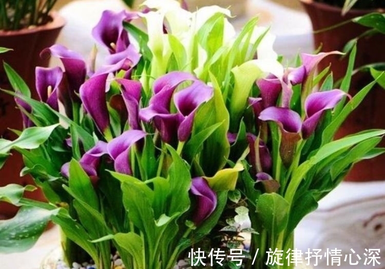 花朵|最有仙气的4种花,迷人的花朵,阵阵花香,花朵大!