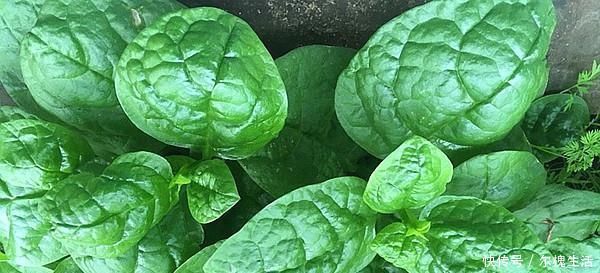 养花|有阳台别只养花,种上这2种菜,老人小孩都抢着吃