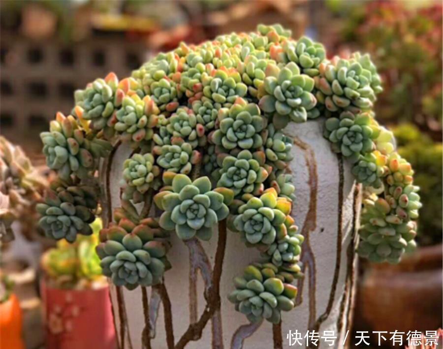 根系|多肉需要修剪哪些部分?修剪方法有什么区别?掌握4点,矮胖爆头