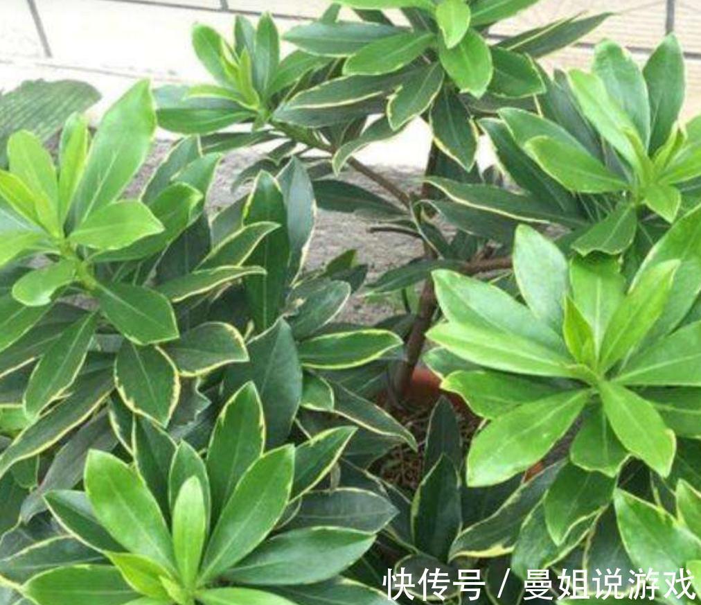 秋末给金边瑞香加点营养餐，新叶萌发快，养壮身体好开花