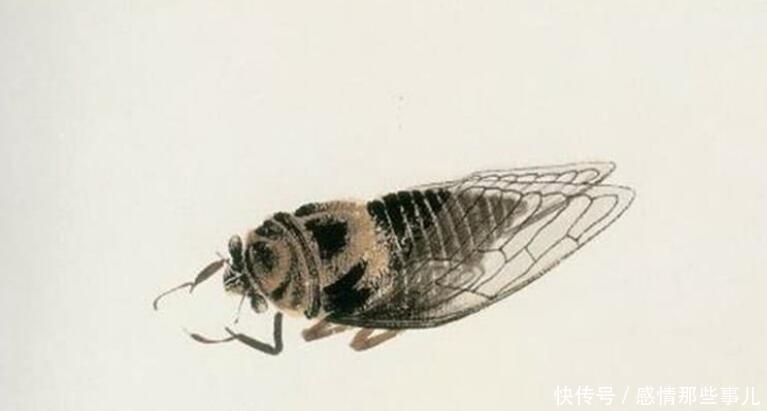 难怪|齐白石画《蝉》如指甲盖般大放大10倍惊呆了,难怪值8亿