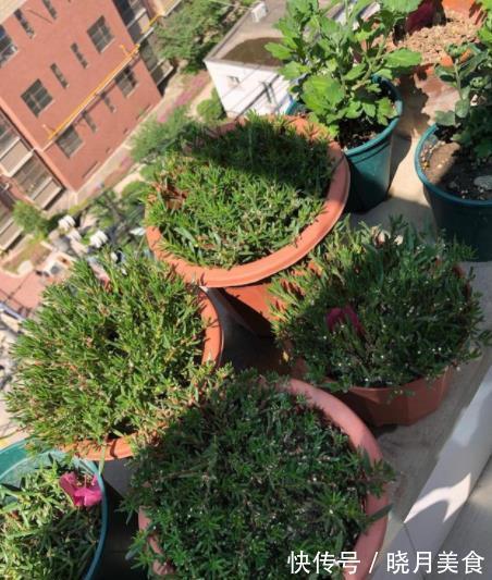 想要太阳花安全过冬,3个要点要谨记,做好了来年花量倍增