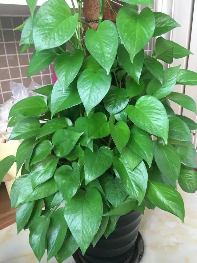 水溶液|淘米水浇花“招虫子”多做1步,肥效提10倍,养啥旺啥