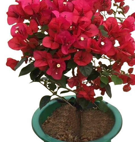 花友|养三角梅,记住5点,根壮叶绿,四季开花