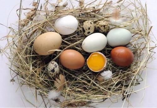 鸡蛋、鸭蛋、鹅蛋、鹌鹑蛋，哪种更有营养？提醒：3种蛋尽量少吃