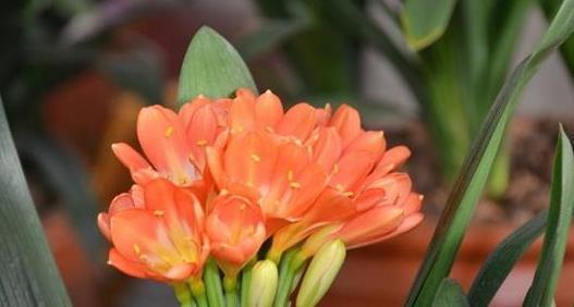 长寿|3种“长寿”花草,家里养上几盆,家人更健康,一起来看看吧!