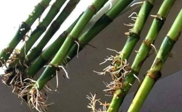 扦插|这三种花不用等,现在扦插越热生根越快,再晚又要等到明年了