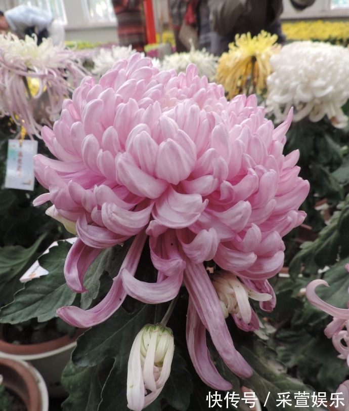 喜欢菊花,不如养盆“珍品名菊”港南大鹫,似端庄贵妇,高贵淡雅