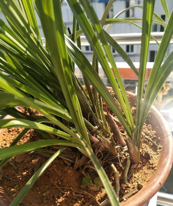 花期|养“惠兰”最省心,30天浇次水,叶子绿油油,花期长达60天