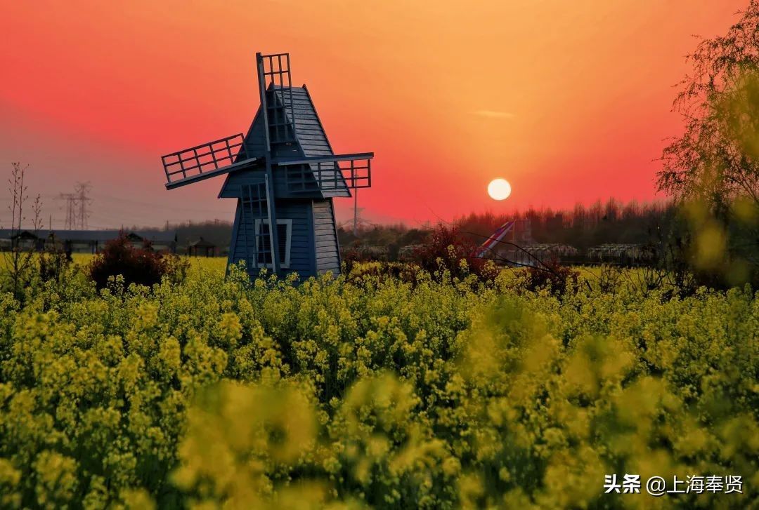 马鞭草|月月有花看，季季有花开！这个“花的世界”惊艳你的一年四季！