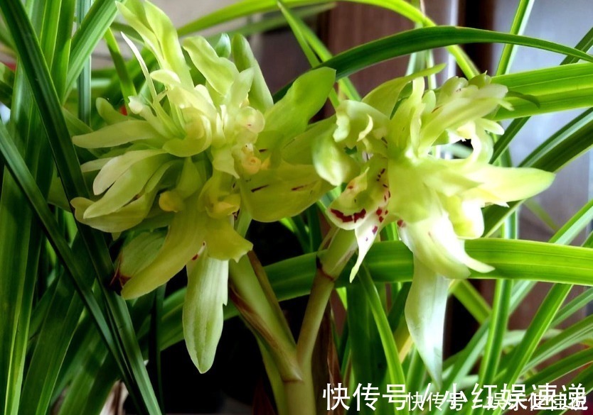 余蝴蝶|此兰花是“十大奇花”之首，花型奇特，曾千金一苗，现物美价廉