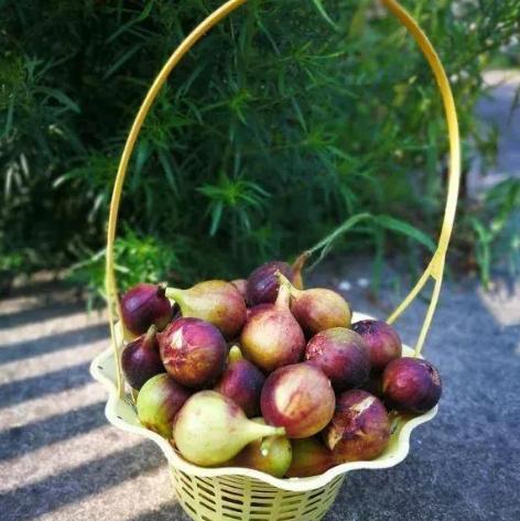 塑料瓶子别扔了，套无花果树上，15天长满根，当年结果“一箩筐”