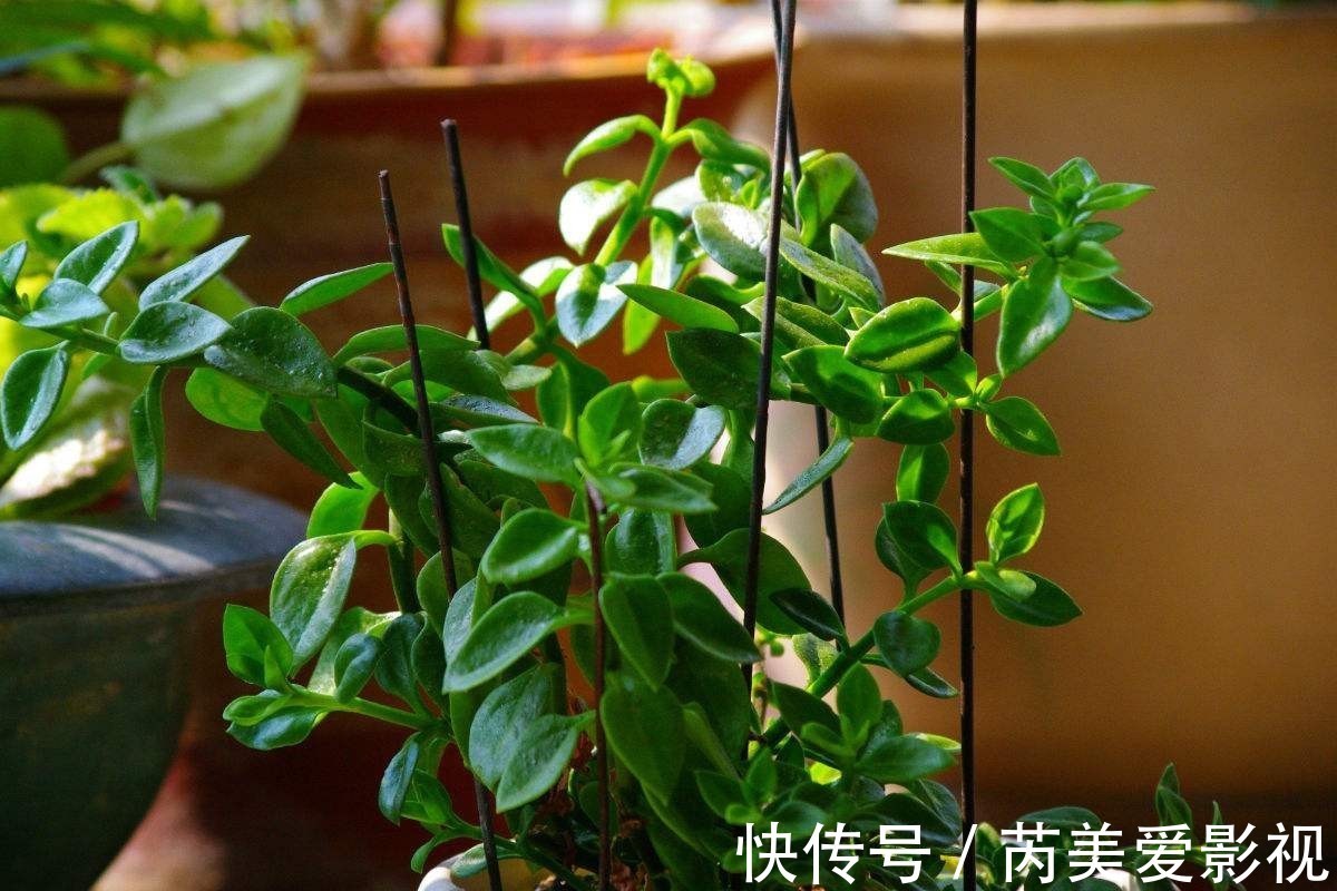 油画|养花光养吊兰就够了,这“5样”一个赛一个美,漂亮又好打理