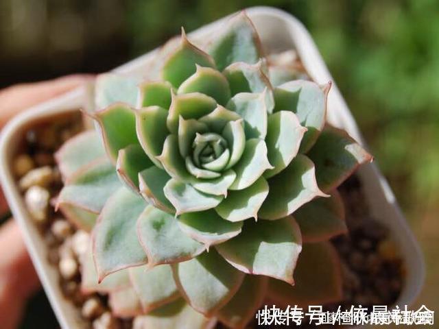 个个都是最美女王，多肉植物当中的“四大女王”，颜值爆表美翻天