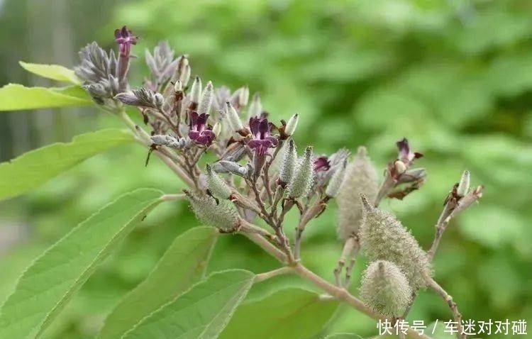 金虎尾科|【你好!大自然】第176期:版纳植物园撷芳(十之五)