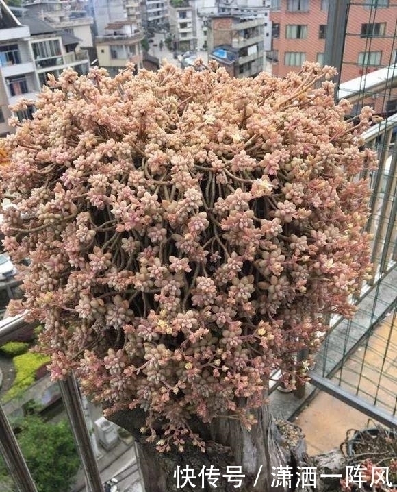 她把多肉种在阳台,一直长到楼下,天天被邻居投诉!