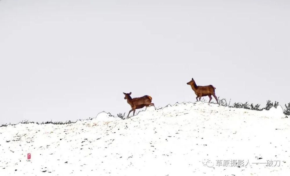 阿鲁科尔沁的冬季，美成了一首风花雪月的诗！