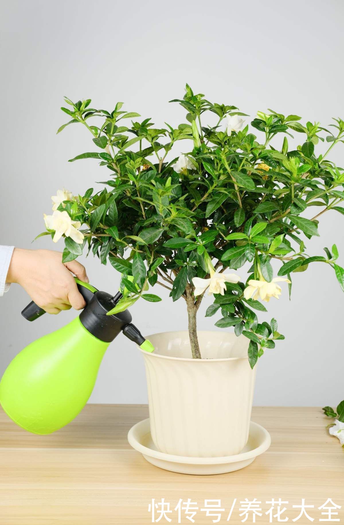 教你一些浇水的方法,从此浇花不再盲目,花长得又快又旺