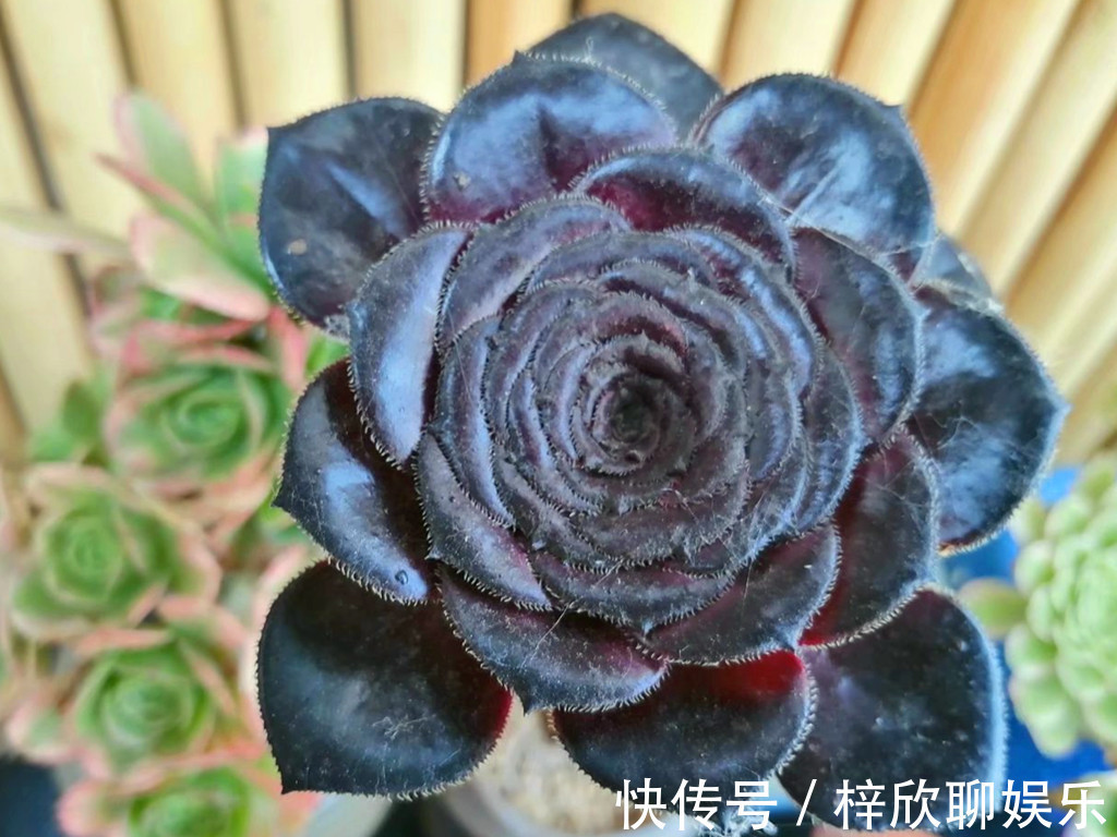 多肉|这些多肉即将进入休眠期,休眠时用对养护方法,可以平安度过夏天