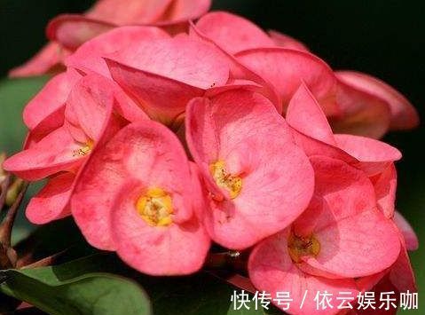 深玫红|喜欢养菊花，就养盆“名贵菊花”，花开“火炼真金”，美丽卓越！