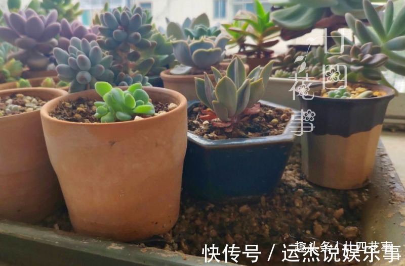 浇水|夏天不敢给多肉浇水?一个小妙招,轻松解决难题,适合新手和懒人