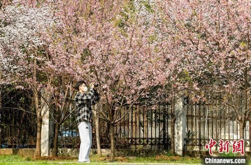 武汉大学早樱盛放 学子如约归来