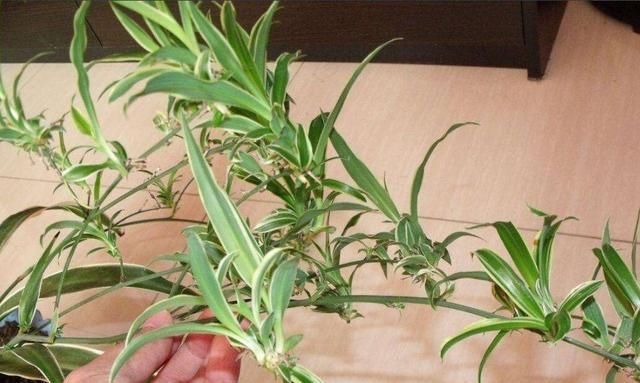 爆盆|吊兰放在家中哪个位置摆放在“3个地方”，一天一个样，长爆盆