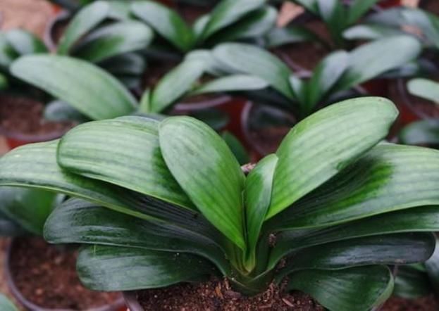 阳台上|黄豆、豆渣养花有“技巧”,这样处理一下,效果比花肥强,很实用