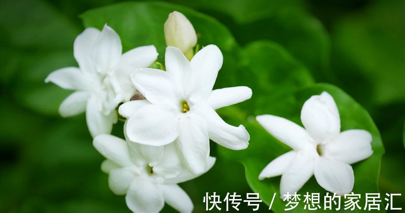 抵抗力|茉莉花冬天想要不怕冻,秋天养“壮”它很关键,基础措施了解一下