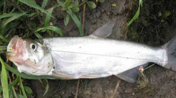 饵料|民间钓翘嘴鲌鱼的五种方法，盛夏高温鱼难钓，这种鱼反而更好钓