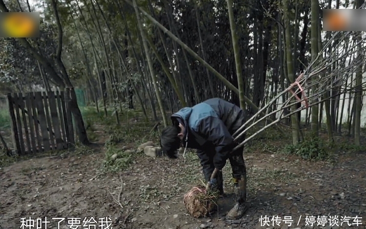 节目|《向往5》最懒嘉宾又来了,在节目种树种到“吐”,脾气都上来了