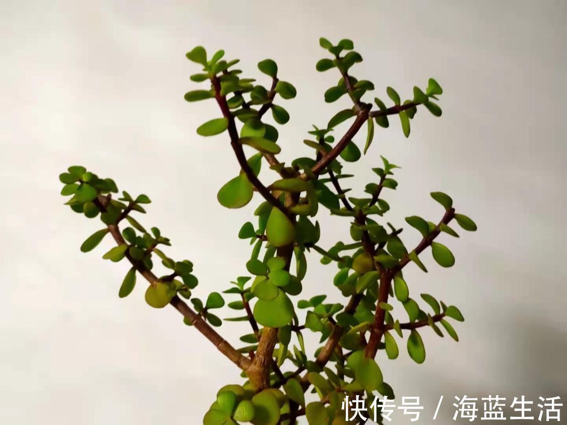 花盆|盆栽金枝玉叶，学会5个养护小技巧，枝叶茂盛，2年长成小“老桩”