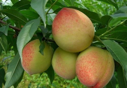 女人愛美，推薦常吃3種食物，清熱排毒，養護腸胃，美容養顏